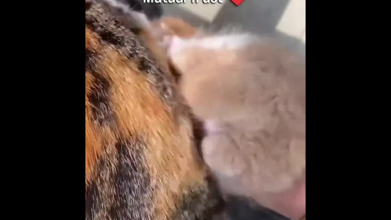 Cat-tacular LOLs: Hilarious 2025 Compilation! 🐾😹