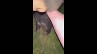 Daddy Goat 24/7 - Out Of Context Memes & Videos