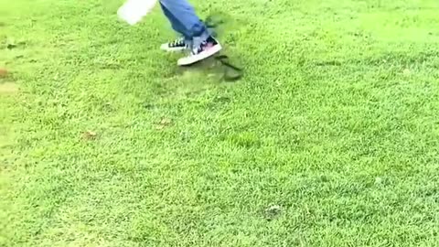 dogs walking their owners