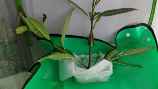 Mother Monarch to the rescue