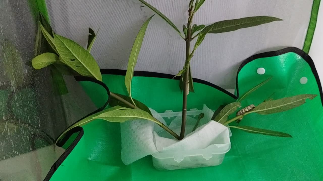 Mother Monarch to the rescue