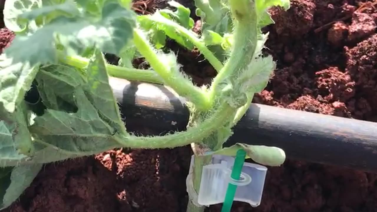 Watermelon seedlings and watermelon fields