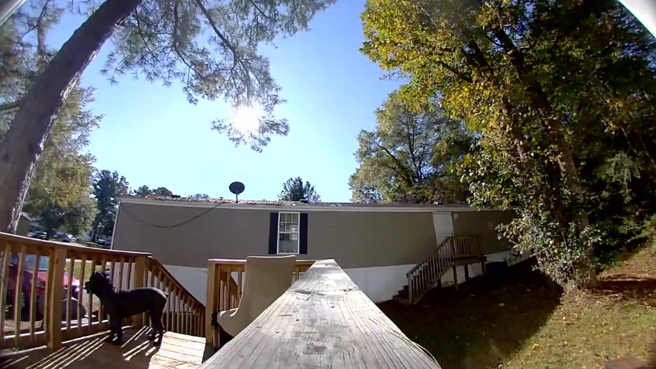 Cane Corso Wants to Come Inside