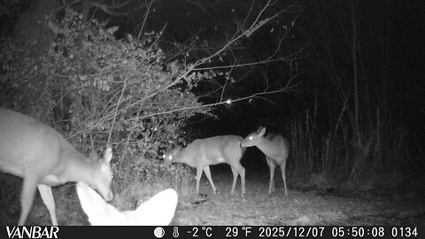 Deer Cam Photos December 2025 First Snow Of The Season Game Cam Trail Camera