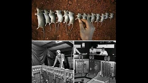 Eksperyment Calhouna / Mysia Utopia - dobrobyt psuje ludzi, w ogniu stal się hartuje