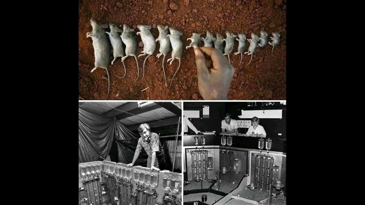 Eksperyment Calhouna / Mysia Utopia - dobrobyt psuje ludzi, w ogniu stal się hartuje