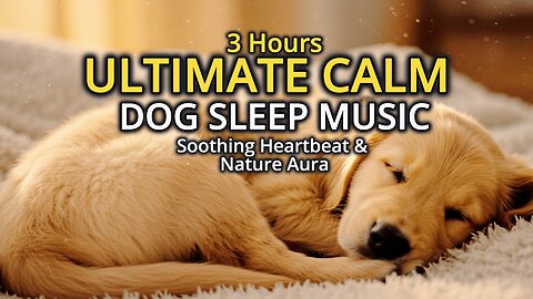 3-Hour Dog Music for Separation Anxiety (Heartbeat & Nature Aura)