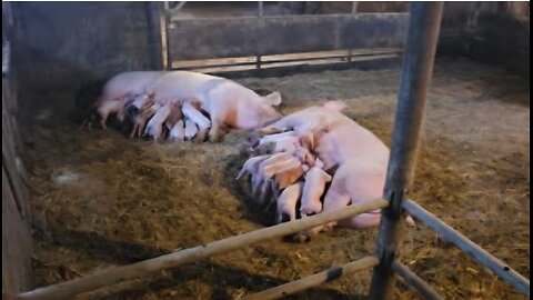 Pigs eating