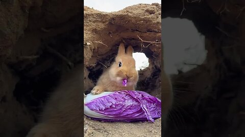 Cute little rabbit eating purple cabbage, rabbit, cute little pastoral pet
