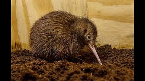 Kiwi Kove 2