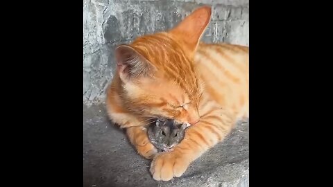 Little Mouse Me, I Can’t Take It Anymore! 🐭 Tom & Jerry in Real Life😂
