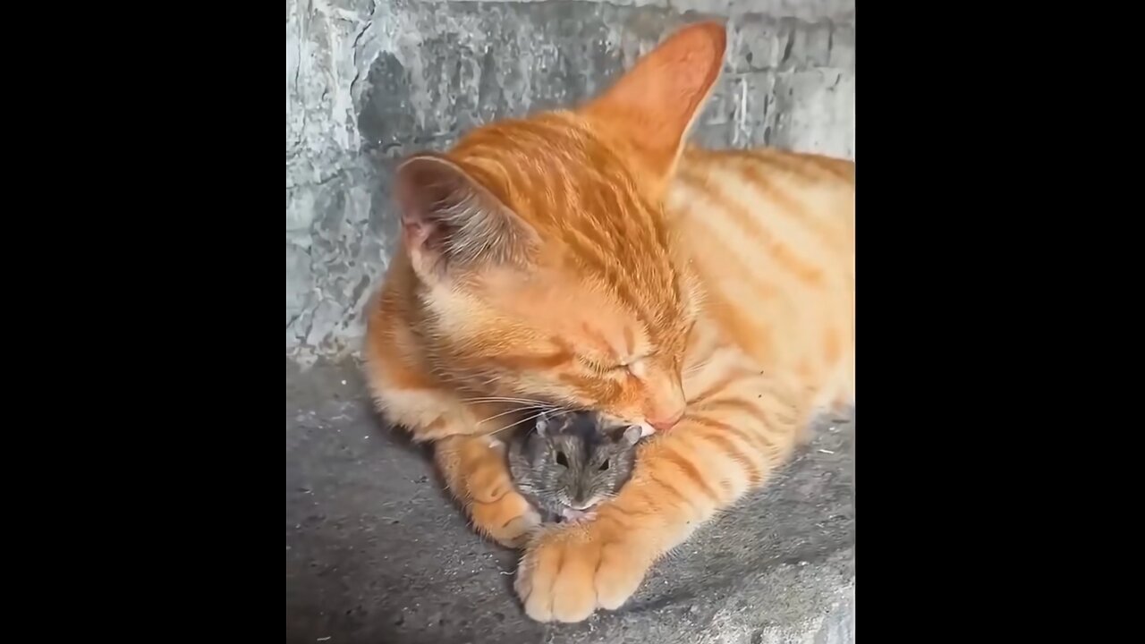 Little Mouse Me, I Can’t Take It Anymore! 🐭 Tom & Jerry in Real Life😂