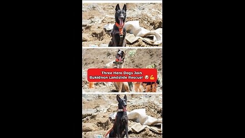 Heroes Dog