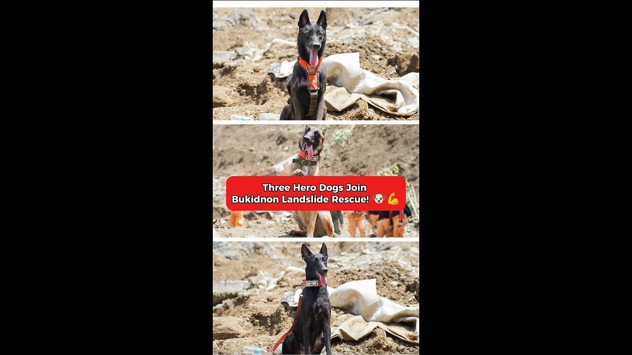 Heroes Dog