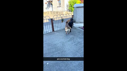 Funny Animals