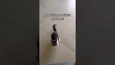 Funny animals 2024😂- Funniest Cats and Dogs Video😹🐶 #32