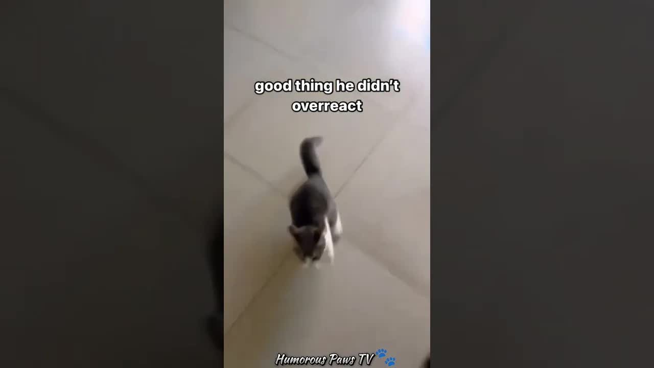 Funny animals 2024😂- Funniest Cats and Dogs Video😹🐶 #32