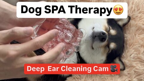 Satisfying Dog Massage & Inner Ear Cleaning with Camera | ASMR Pet Grooming
