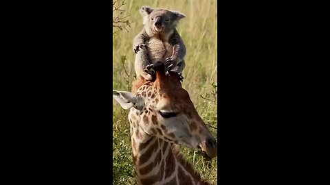 Funny videos you ever seen 😎