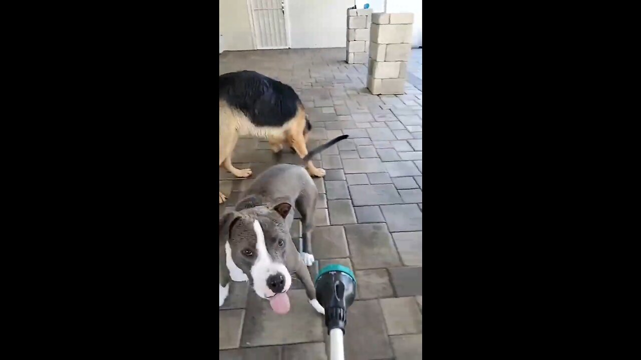 funny animal