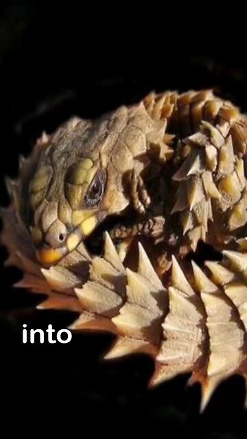 Into the wild - with the armadillo lizard.
