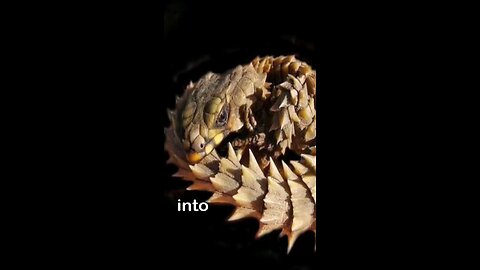 Into the wild - with the armadillo lizard.