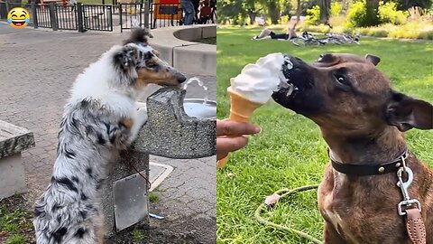 Funniest animals will test your ability to keep a straight face!
