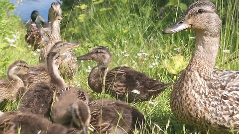 Teen Ducklings Visit With Mom Ducks