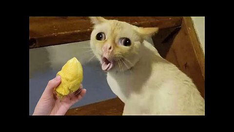 Funny Cats and Dogs | Best Funny Animal Videos