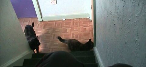 Having a bad day and you know and cats