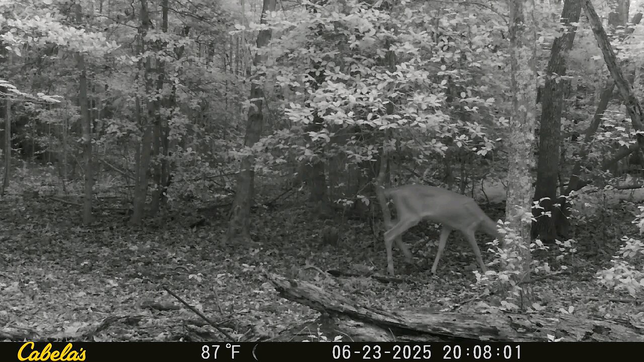 Trailcam