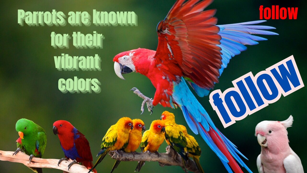 Parrots are known for their vibrant colors(What Makes Parrots SO COLORFUL?)