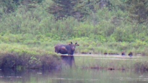 Bull Moose
