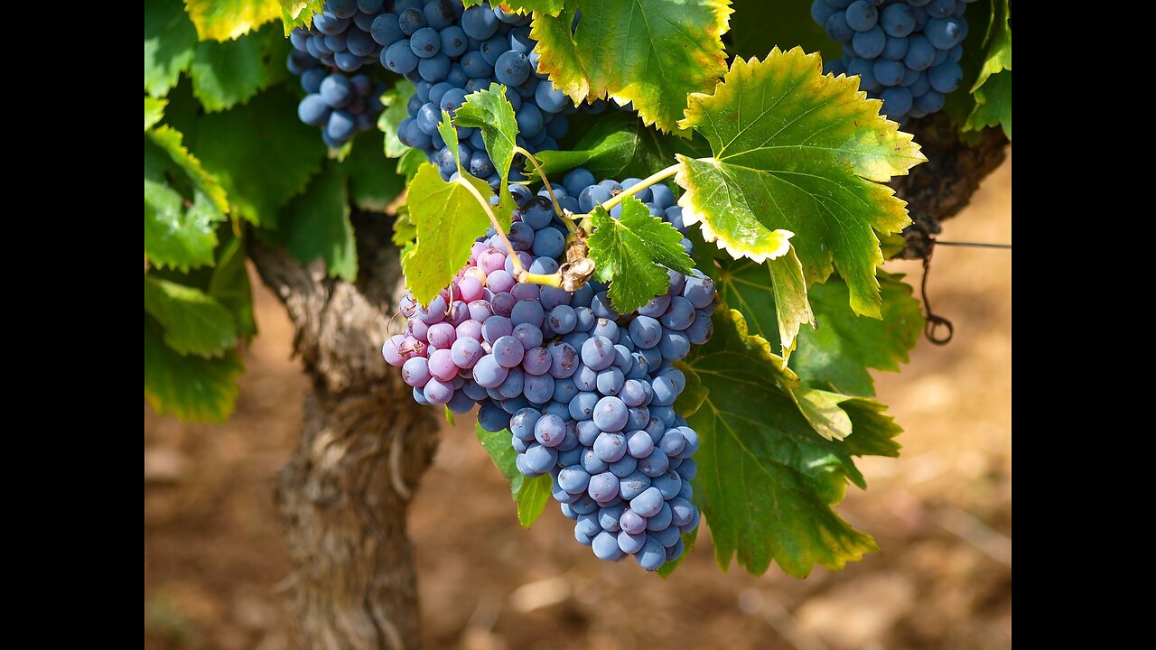 Prune The Vine