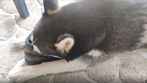 Hilarious Husky has a weird obsession with safety boots