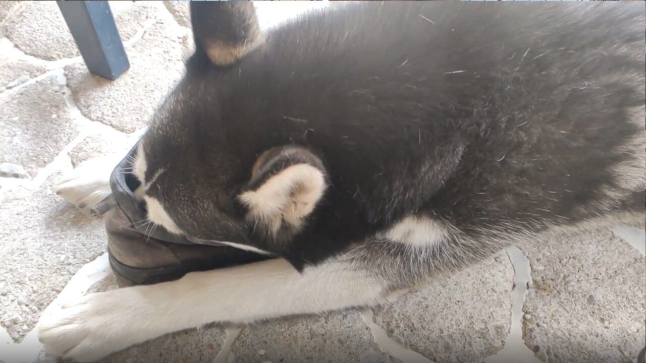 Hilarious Husky has a weird obsession with safety boots