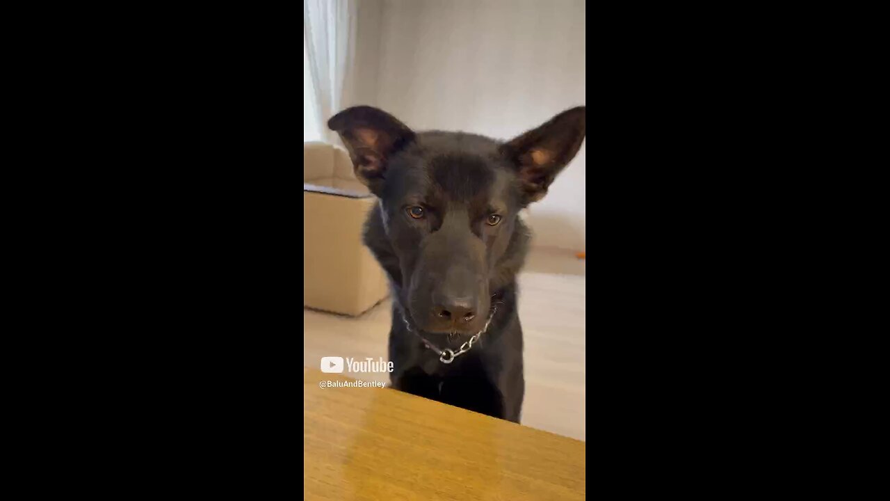 Cat and dog punch