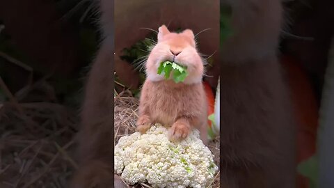 The sound of a little rabbit eating celery is so healing Rabbit Cute Pet Debut Plan