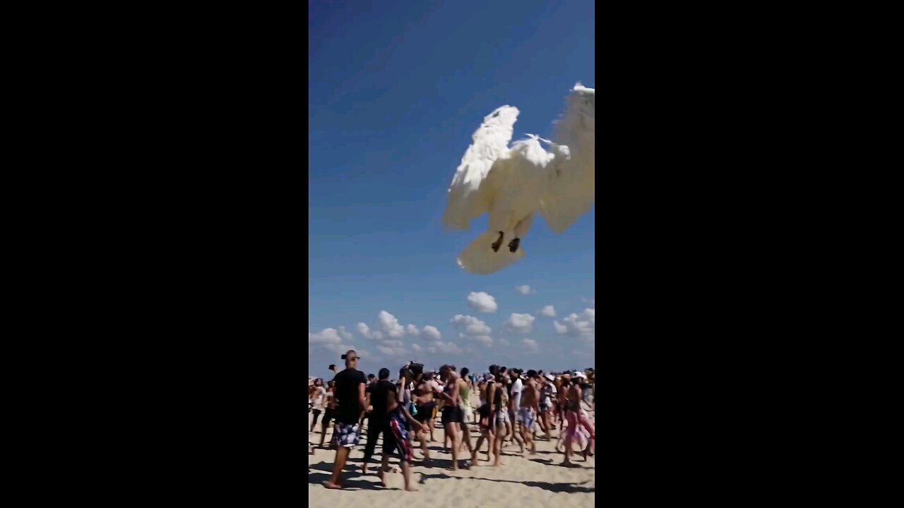 Flaying horse