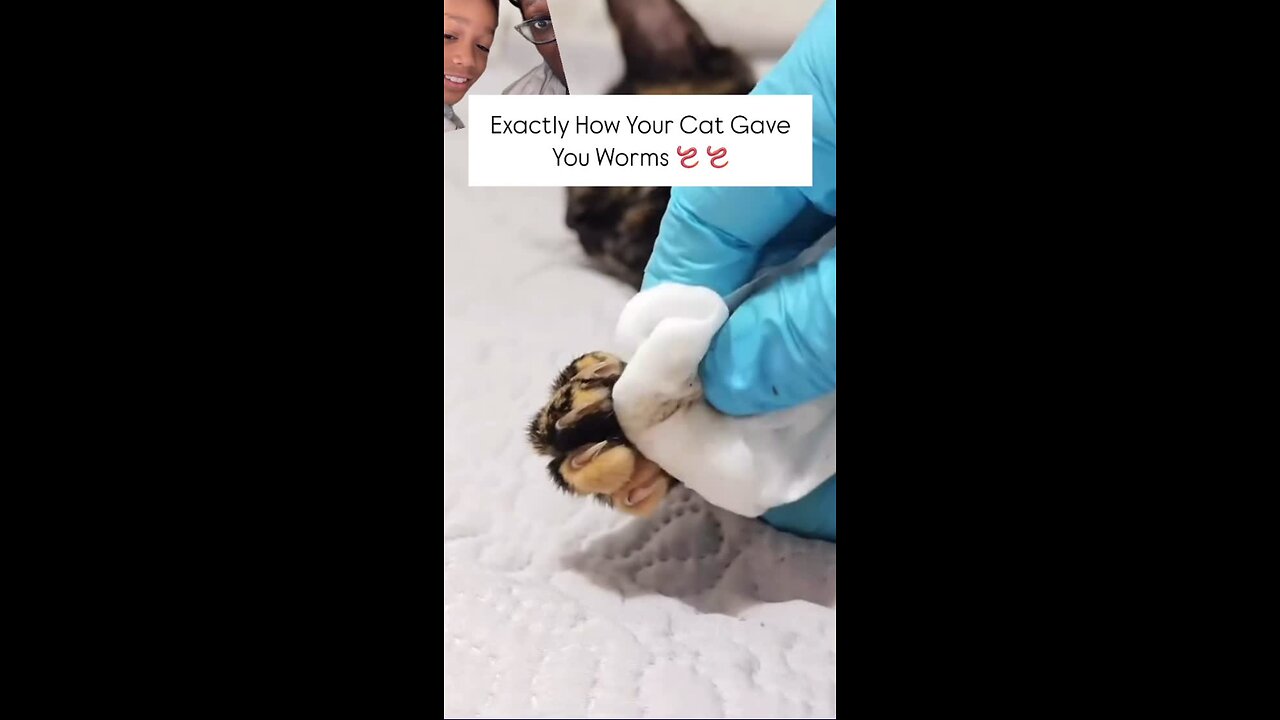 Exactly how your cat gave you parasites