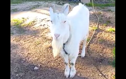 大晦日の山羊さんの映像