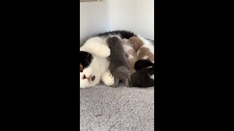 cat milky