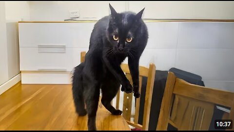 The Funniest Black Cat Behavior of 2025 😹 Funny Cats Videos
