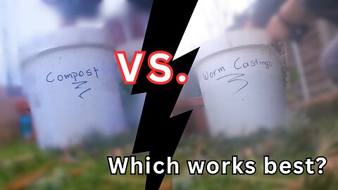 Worm Castings vs Compost: Which Grows Better Strawberries? 🍓