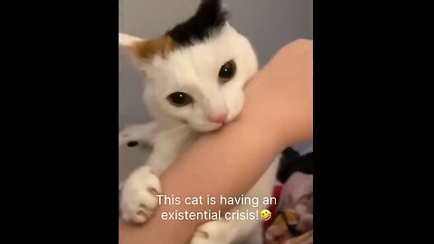 This cat is having an an Existential Crisis 🤣🤣