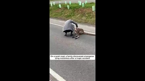 This_family_rescued_a_baby_kangaroo_after_his_mom_passed_away😢