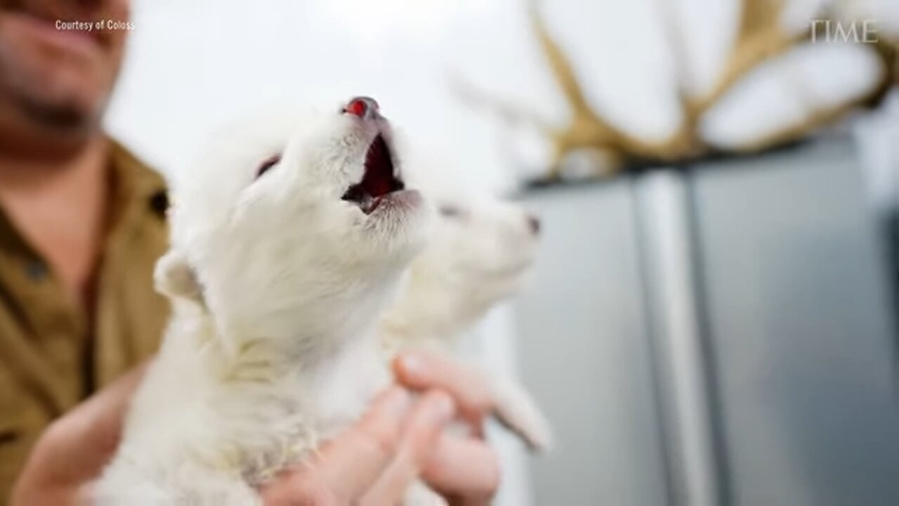 No Longer Extinct? Colossal Biosciences' Dire Wolf Project