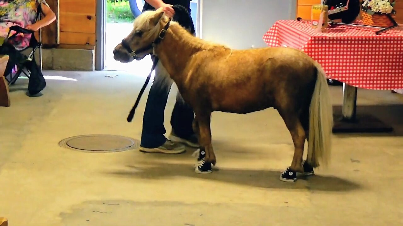 Polished Pony