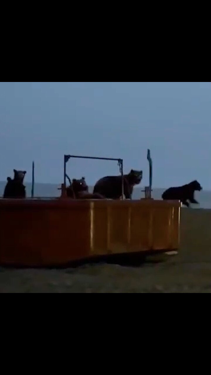 🐻 Una fiesta de osos es interrumpida por un inesperado invitado