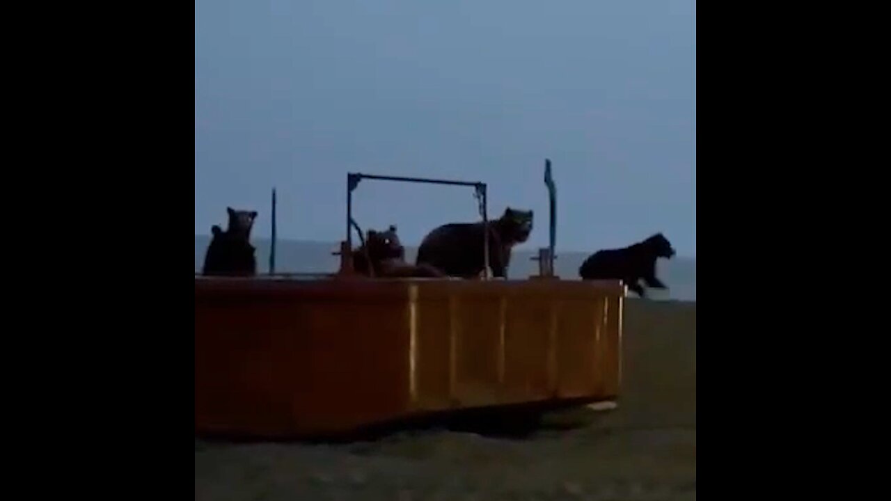 🐻 Una 'fiesta de osos' es interrumpida por un inesperado invitado